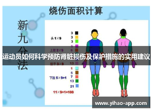运动员如何科学预防肾脏损伤及保护措施的实用建议